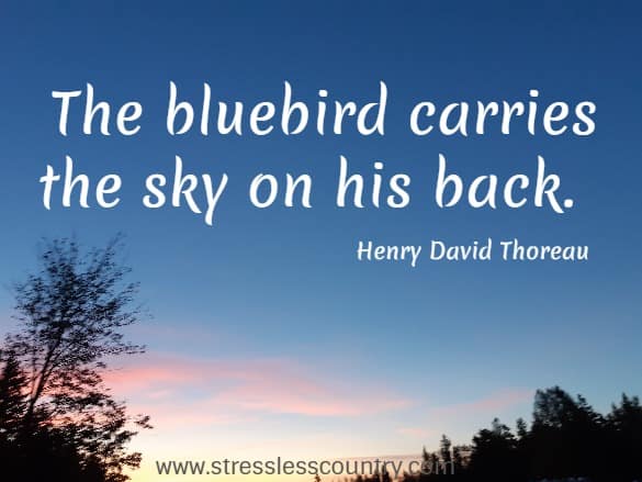	 The bluebird carries the sky on his back.