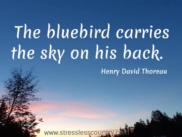 The bluebird carries the sky on his back.