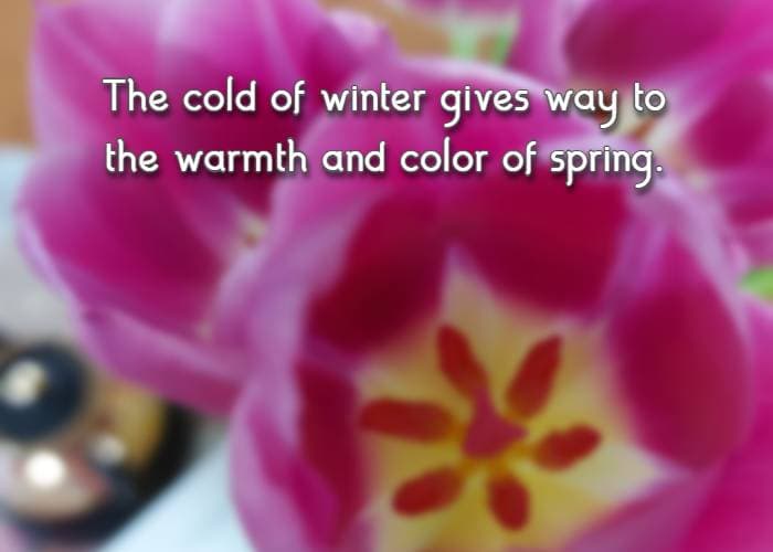 The cold of winter gives way to the warmth and color of spring.