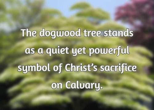 The dogwood tree stands as a quiet yet powerful symbol of Christ’s sacrifice on Calvary