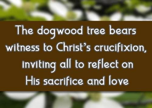 The dogwood tree bears witness to Christ’s crucifixion, inviting all to reflect on His sacrifice and love