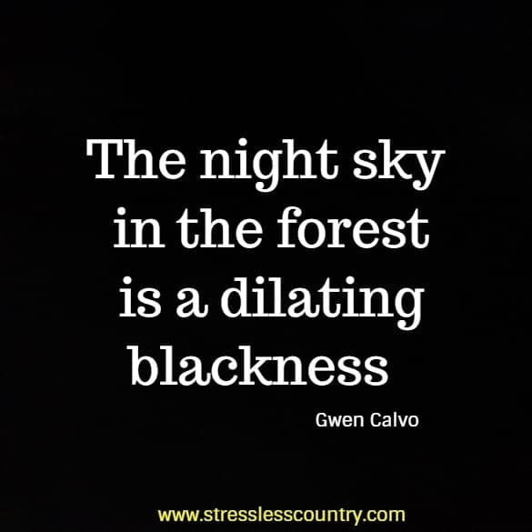 the night sky in the forest is a dilating blackness.
