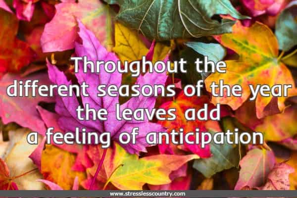 Throughout the different seasons of the year the leaves add a feeling of anticipation