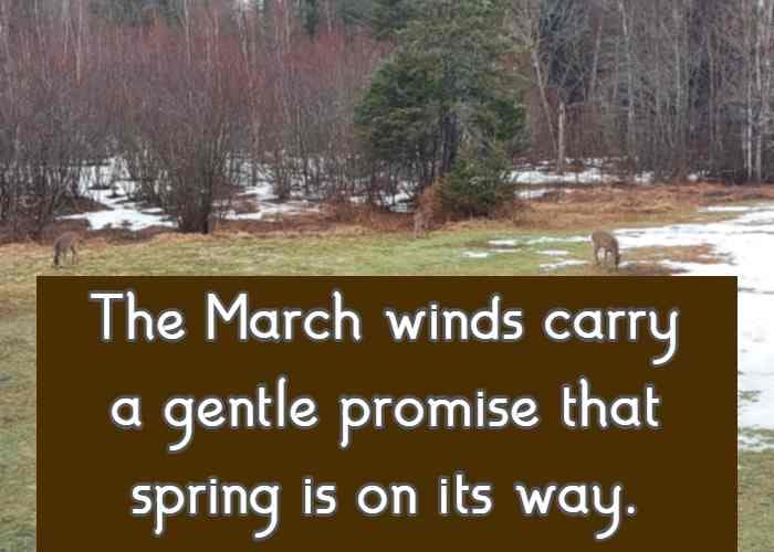 The March winds carry a gentle promise that spring is on its way.