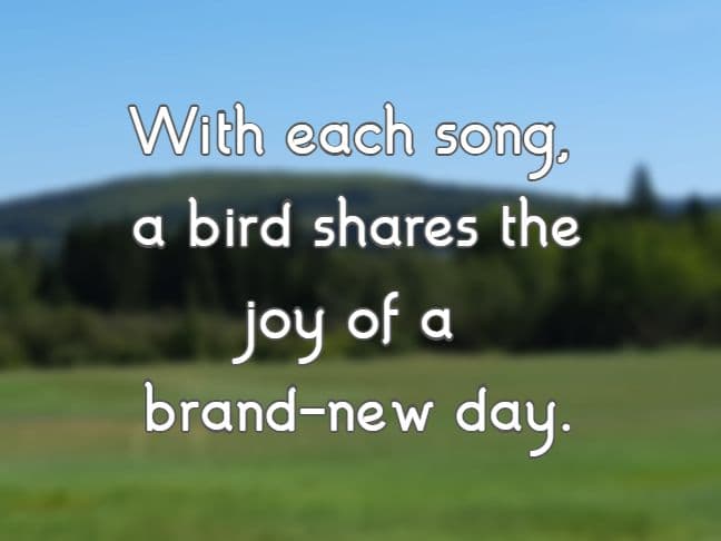 With each song, a bird shares the joy of a brand-new day