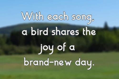 With each song, a bird shares the joy of a brand-new day
