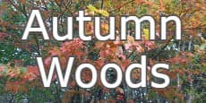 autumn woods