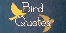 Bird Quotes