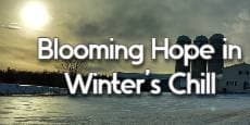 Blooming Hope in Winter’s Chill