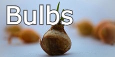 Bulbs