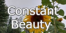 Constant Beauty