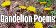 Dandelion Poems