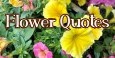 Flower Quotes