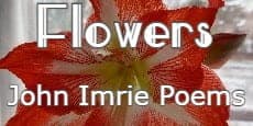 flowers by John Imrie