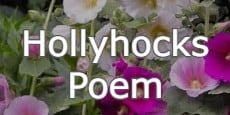 hollyhocks poems