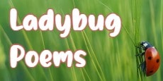 ladybug poems