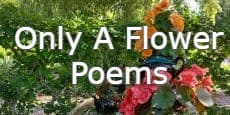 Only A Flower Poems