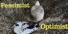 pessimist or optimist