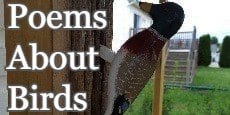 Poems About Birds