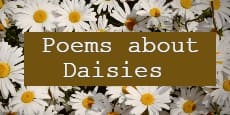 Poems About Daisies