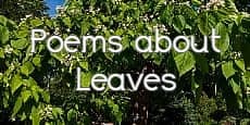 Poems About Leaves 