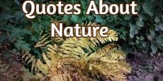 Quotes about Nature