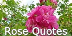 rose quotes