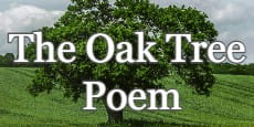the oak tree poem