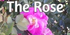 the rose