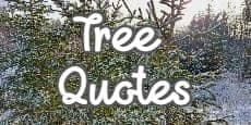 Tree Quotes