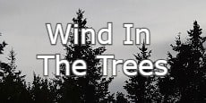 wind in the trees
