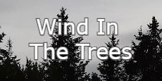 Wind In The Trees