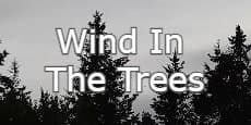 Wind In The Trees