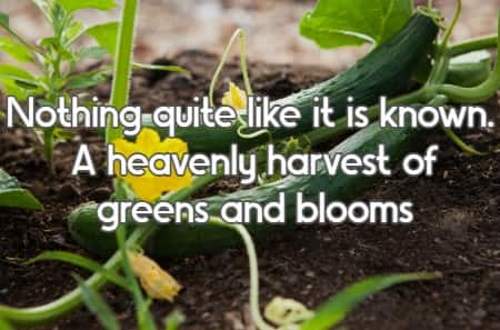Nothing quite like it is known. A heavenly harvest of greens and blooms