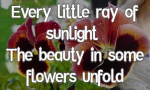 Every little ray of sunlight The beauty in some flowers unfold