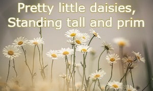 Pretty little daisies, Standing tall and prim,